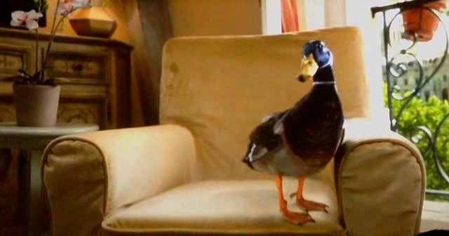 Скриншот Смурфики 2 / The Smurfs 2 (2013/TS)